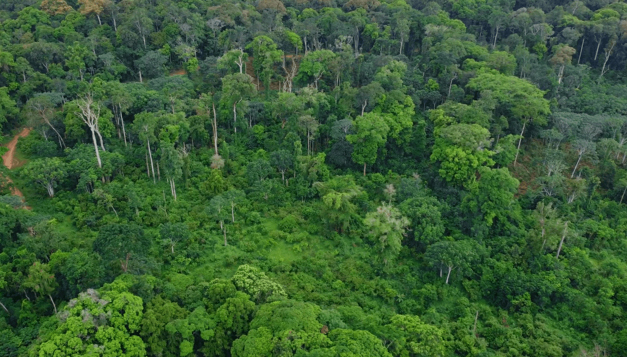 Une main qui observe une cabosse sur la plantation